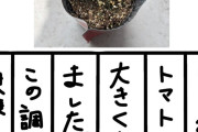 土居楓奏のトマト日記ｷﾀ━━━━(ﾟ∀ﾟ)━━━━!!