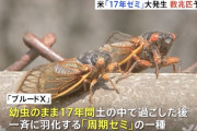 【悲報】アメリカ、セミのせいで本土壊滅の危機