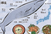 最近のクジラはマジで美味いよ