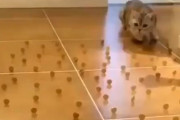 【MP4動画】この猫の能力スゴすぎｗｗｗ