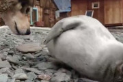 【朗報】イッヌさん、落ちてたアザラシの赤ちゃんを育ててしまう