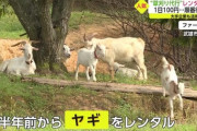 【画像】「レンタルヤギ」の草刈り代行が話題に　環境に優しく地域の癒やしにも