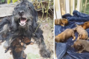 捨て犬は妊娠していた…。出産後、子犬達と一緒に無事保護される