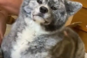 外国人「珍しいグレーの秋田犬を見てくれ、リアル色違いポケモンだ」