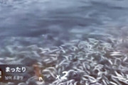 「日本の処理水放出で魚が大量死」、台湾でフェイク映像出回る [8/29]
