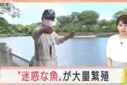 公園の池にブルーギルが大量繁殖　釣り上げて駆除する取り組みが人気に