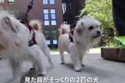 中国企業「亡くなった愛犬や愛猫とクローンで再会できます！料金７００万円！」←これは許されるのか？