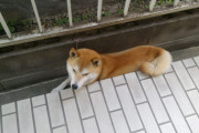 【柴犬画像】すき間に入って涼む、料理を手伝ってくれるうちの柴男 ほか【再】