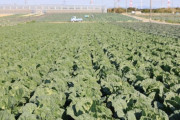 愛知県はキャベツの生産量が全国1位や😏