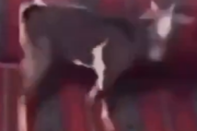 【動画】ヤギ「自殺を止めるんじゃねえよ！メエエエエェ！！💢💢💢」