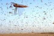 【恐怖】4000億匹のワタリバッタさん、サウジアラビアを支配してしまう