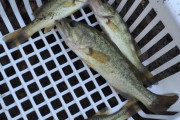 子供の頃、近所の農業用のため池にいろんな魚がいた。色々楽しかったなあと思いつつも、いい年して久しぶりに釣ってみたら…