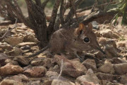 50年間「消失状態」のソマリハネジネズミ、“アフリカの角”で発見