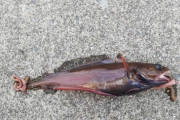 【画像】キモい魚釣れたぞ！！！！！