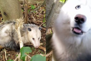 もしかして天使？ホワイトハスキーが動けないオポッサムの危機を知らせる