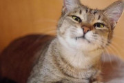 【衝撃】飼い猫の脚がおかしかったから夜間動物病院に行った結果ｗｗｗｗｗ