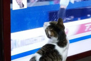 猫って フィギュアスケート 見るのが好きなのだろうか？  …それともワイプの 羽生結弦 見るのが…