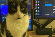 【ねこGIF】ヨーダに戦いを挑む猫さん達…フォースを感じてるんでしょうかwww