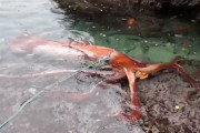 【動画】生きたダイオウイカ、出雲市猪目港にて現る！？