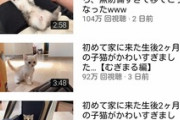 【悲報】猫系YouTuberさん、猫に『腎臓病』が発覚して新しい子猫の動画を投稿し始めてしまうｗｗｗｗ