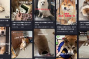 【速報】中国人の柴犬飼い主が「日本の柴犬に国慶節の間は断食させる」と投稿、日本の犬を飼う人達に国慶節期間だけは虐待するよう呼び掛け