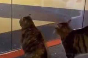 ２匹のネコがガラス扉の前にいた。向かいに犬が現れる → 猫の性格もいろいろです…