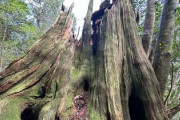 【縄文時代】屋久島で樹齢3000年の弥生杉、何者かに倒される。一体誰が・・・・