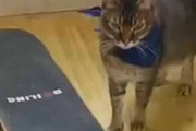 【ネコ】 部屋の中でルンバに乗る猫はたまにいる。スイ～♪ → うちの猫はスケボーです…
