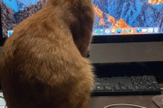【ねこGIF】情熱的にピアノを弾きこなす猫さん…これはかなりの芸術家肌ですねwww