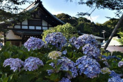 外国人「一生に一度は日本に行かないとなぁ」アジサイで有名な寺が話題に