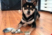 ご主人の靴下が大好きな柴犬「これボクのだから！」と所有権を主張する
