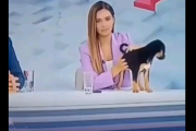 生放送中の女性キャスター「この子犬の里親を募集してます」 → ヤバすぎる放送事故が発生ｗｗｗｗｗ