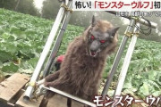 クマ対策の“切り札”「モンスターウルフ」山形市で実証実験開始　