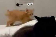 子ネコが猫の前にやってきた。威嚇する。ボクは強いんだぞぉ！ → こうなる…