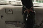 【柴犬画像】車移動がお気に入りのようだw、柴グッズ、水飲みしば ほか【再】