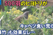 ヒヨドリ500羽襲来　収穫前のキャベツ食い荒らす　途方に暮れる農家　爆竹で追い払うも効果なく…「行政も対策してくれないか」被害額300万の農家も