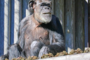 【画像】毛を剃ったチンパンジー、お前らでも勝てそう