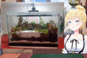 【おしゃれ】アメちゃん、コケリウムも嗜むのか【TERRARIUM】