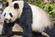 上野動物園で双子のパンダが生まれる