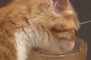 猫がコップの水を飲んでいた。ちょっと邪魔しないで！ → 猫はこうする…