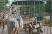 海外「世の中厳しい」大阪の動物園で飼育員が盗んでいたものに海外びっくり仰天！（海外の反応）