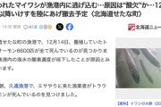 【北海道】イルカがイワシを漁港に追い込む→漁港で養殖していたトラウトサーモン6600匹が酸欠で全て死亡