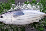 【豊漁】「鰹が獲れすぎて価格破壊」 高知県の鮮魚売り場に並んだ鰹1尾の価格に「羨ましい」