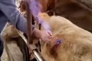 【動画】牛さん、身体に穴を開けられ着火される