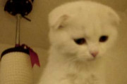 【再掲】【動画】 ねこ「高所恐怖症にゃ」