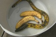 見れば見るほどバナナにしか見えない…「バナナウナギ」が釣れた！　そんなバナナ…釣った本人も驚き「10万匹に1匹の確率だそうです」