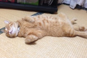 【ねこ画像】キャットフードの箱からひょっこりお顔を出す猫さん…パッケージの絵とそっくりなんですがwww