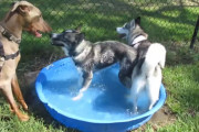 誰も入ってこないで！プールを独占したがるハスキーが無邪気で可愛い