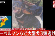 千葉・四街道市で大型犬3頭が逃げ出す　市が注意喚起