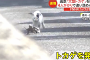 【動画】猫ちゃん、香川県で発見された逃走外国産オオトカゲを追いかけ捕まえる大手柄が全国ニュースに